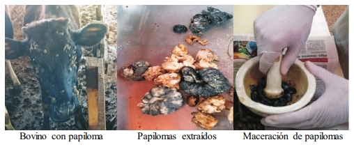Afectaciones de la Papilomatosis bovina en el ganado en desarrollo de la UEB Granja Genética El Abra - Image 1