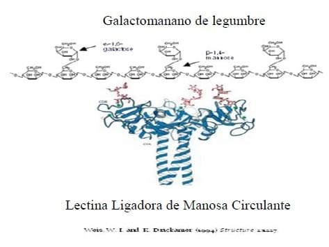 Estrategias Novedosas para el Manejo del Impacto Asociado a la Respuesta Inmunitaria Asociada a los Alimentos (RIIA) y su impacto en la Avicultura Comercial - Image 1