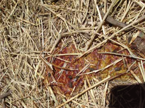 CRIANZA - Diarreas en la guachera - Image 2