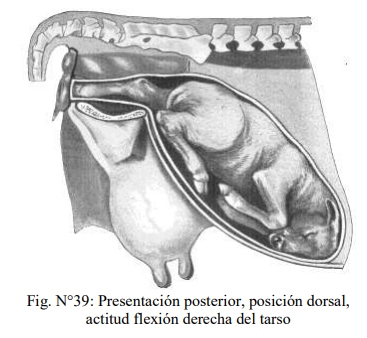 Obstetricia y neonatología bovina: XI. Estática fetal Anormal - Image 7