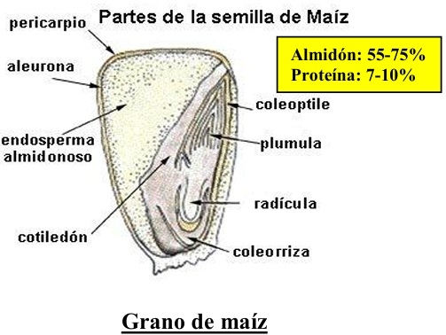 7° MITO ¿EL GRANO DE MAÍZ ES EL MEJOR DE TODOS? Similitudes y diferencias entre los granos de cereal. - Image 3