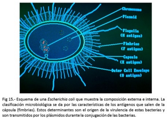 Bacterina Eco Staph PM+3 y Auto bacterinas - Image 1