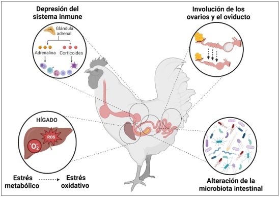 Programa de tratamiento que acompaña el proceso de muda inducida en las aves - Image 1