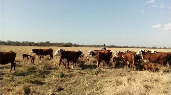 Tristeza bovina - Image 1