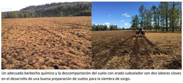 Manual Cultivo del Sorgo Forrajero - Cultivo del sorgo - Image 1