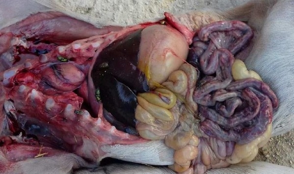 Clostridium Perfingens en porcinos