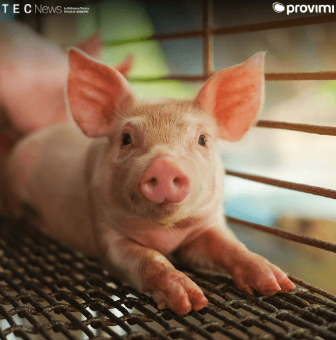 Métricas clave para evaluar la eficiencia en la fase de recría: porque el costo por kg producido es tan importante - Image 1