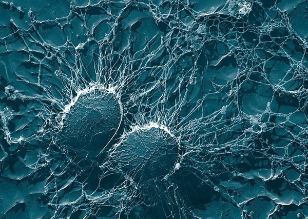 Lo que una bacteria nos enseña sobre el futuro de la sanidad animal - Image 1