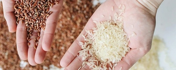 El Arroz no es Solo Arroz: Por Qué las Pruebas de Micotoxinas deben Adaptarse a su Diversidad - Image 1
