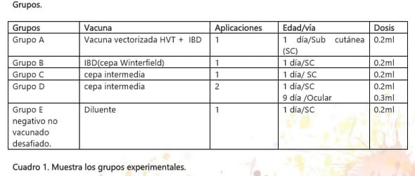 Evaluación de cuatro programas de vacunación desafiadas contra la enfermedad de la bolsa de fabricio bajo condiciones controladas - Image 1