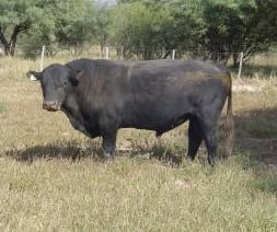 Manejo del rodeo de cría bovina: elección de la época y duración del servicio - Image 1