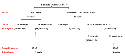 Figura 2. Clasificación de los vientres según resultado de primera y segunda IATF y resultado ecográfico final. Pñ= preñadas; IATF= inseminación a tiempo fijo.