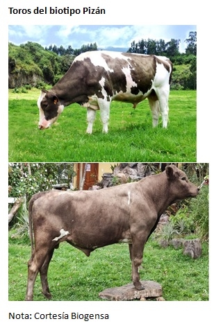 El biotipo bovino Pizán de la sierra ecuatoriana - Image 6