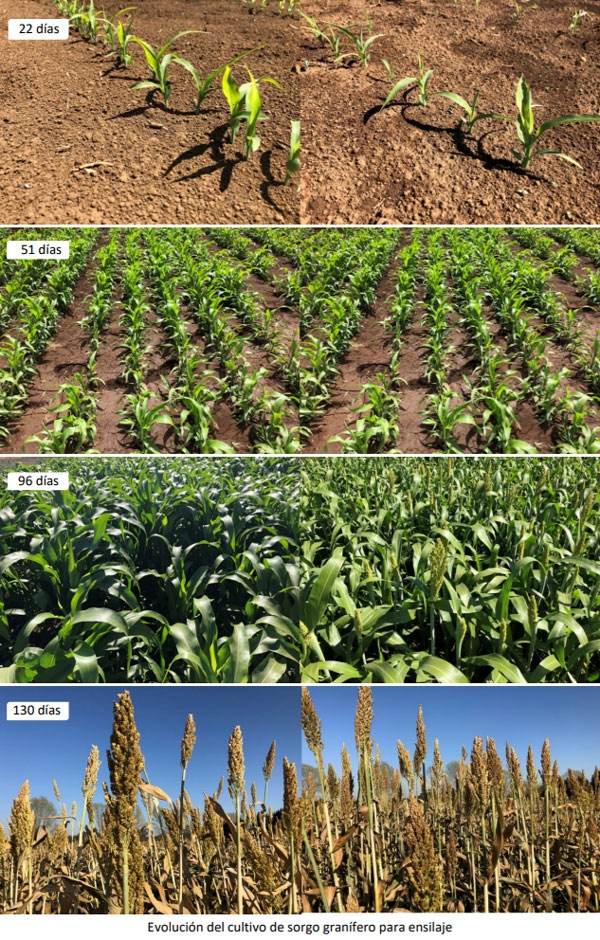 Manual Cultivo del Sorgo Forrajero - Ensilaje - Image 4