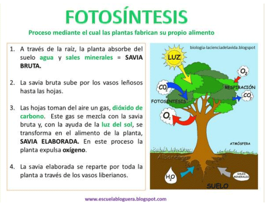 BOTERO - CAPÍTULO IX PASTOREO RACIONAL INTENSIVO VOISIN UNA OPCIÓN PARA INTENSIFICAR Y HACER MÁS AMIGABLE CON EL AMBIENTE LA PRODUCCIÓN CON RUMIANTES EN PASTOREO EN EL TRÓPICO - Image 7