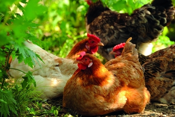 ¿Crees que estás protegido frente al desafío de un patógeno que te aceche? - Image 1
