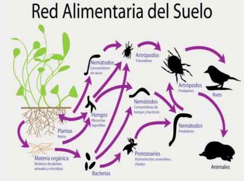 BOTERO - CAPÍTULO IX PASTOREO RACIONAL INTENSIVO VOISIN UNA OPCIÓN PARA INTENSIFICAR Y HACER MÁS AMIGABLE CON EL AMBIENTE LA PRODUCCIÓN CON RUMIANTES EN PASTOREO EN EL TRÓPICO - Image 10