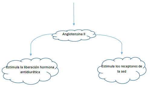 Agua de bebida: principal nutriente - Image 3