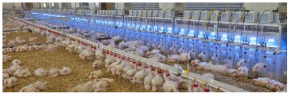 Avances Genéticos en Reproductoras y Pollos de Engorde - Image 2