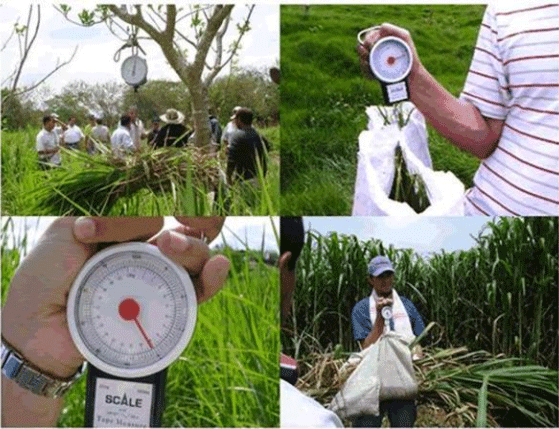 BOTERO - CAPÍTULO IX PASTOREO RACIONAL INTENSIVO VOISIN UNA OPCIÓN PARA INTENSIFICAR Y HACER MÁS AMIGABLE CON EL AMBIENTE LA PRODUCCIÓN CON RUMIANTES EN PASTOREO EN EL TRÓPICO - Image 20