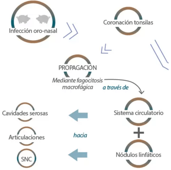 LA ALPHA-MONOLAURINA ESTIMULA AL SISTEMA INMUNE - Image 1