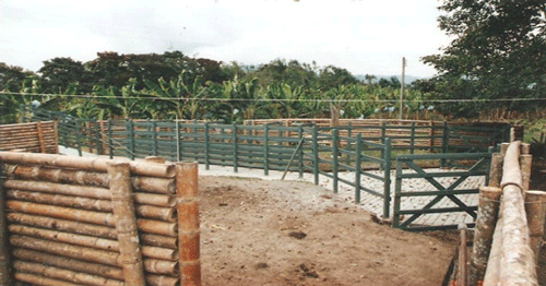 FOTOGRAFÍA 6. Corral con dos, tres o cuatro jaulas, con paredes rectas en bambú o guadua tratada. Con embudo, manga y embarcadero en maderplast. Con piso adoquinado en el apretadero y de concreto en el corral, la manga y el embarcadero y con acceso a la electricidad. FUENTE: Corrales para ganado. Google, 2018.