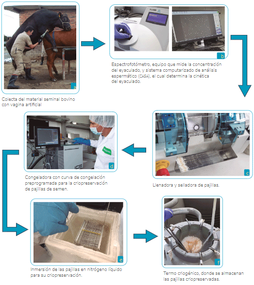 La tecnología de la criopreservación de semen bovino | Engormix