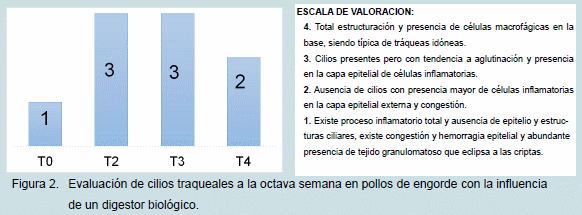 Influencia histológica y zootécnica de un digestor biológico sobre desechos de pollos de engorde - Image 2