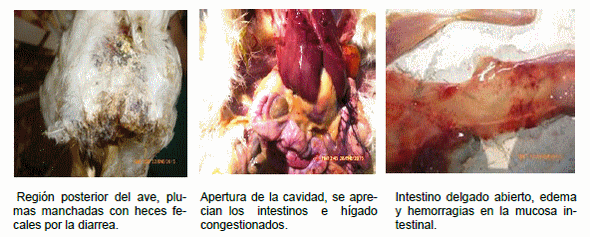 Efecto de un tratamiento combinado sobre variables bioproductivas en un brote de enterobacteriosis aviar - Image 4