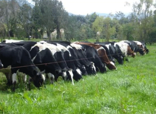 BOTERO - CAPÍTULO IX PASTOREO RACIONAL INTENSIVO VOISIN UNA OPCIÓN PARA INTENSIFICAR Y HACER MÁS AMIGABLE CON EL AMBIENTE LA PRODUCCIÓN CON RUMIANTES EN PASTOREO EN EL TRÓPICO - Image 34
