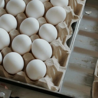 Beneficios económicos de reducir el índice de huevo sucio en gallinas de postura comercial - Image 1