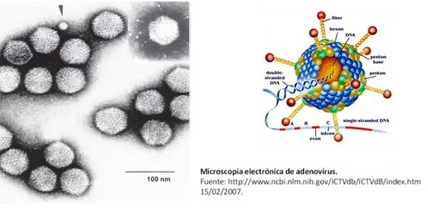 Hepatitis por cuerpos de inclusión: características e impacto de la enfermedad - Image 2