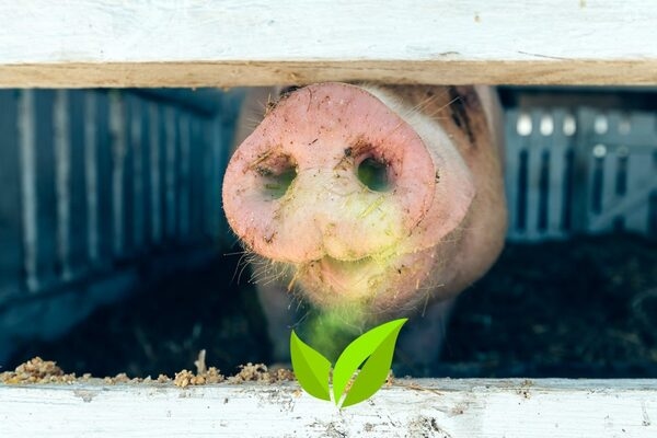 Inhalación: una vía alternativa para administrar aceites esenciales a los animales de granja - Image 1