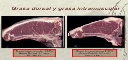 2° MITO ¿LA CARNE DE UN ANIMAL LIVIANO TIENE MEJOR CALIDAD QUE LA DE UN PESADO? - Image 7