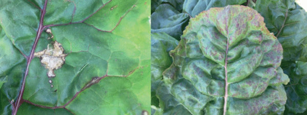Daños mecánicos que no interfieren con el normal desarrollo del cultivo. La coloración rojiza a veces se confunde con una deficiencia. Ambos no representan un problema para las plantas.