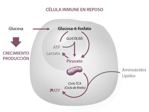 Endotoxinas: Inductores de inflamación - Image 1