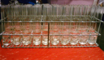 FIGURA 3. Muestras con Caldo EC para la cuantificación de coliformes fecales.