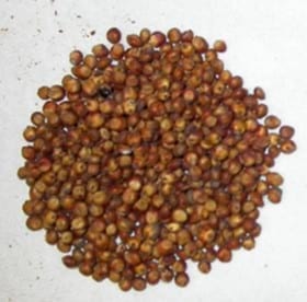 El Sorgo, un cultivo perfecto - Image 2