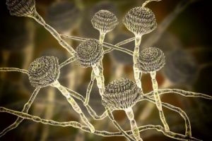 Aspergillus
