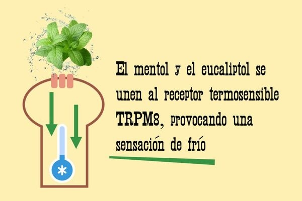 Ventajas del uso de aceites esenciales para combatir el estrés por calor - Image 3