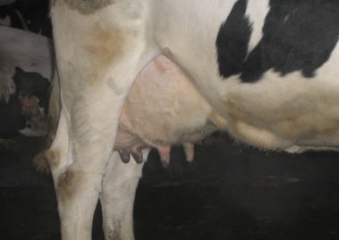 Pruebas para el diagnóstico de la mastitis bovina - Image 4