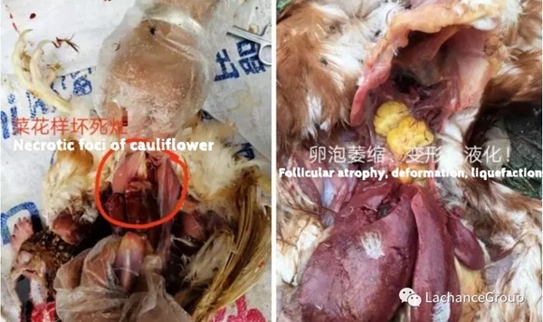 ¿El daño de las micotoxinas a las gallinas ponedoras? - Image 1