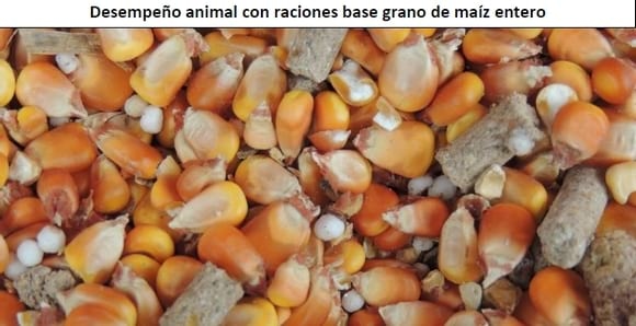 Recría de terneras en confinamiento alimentadas con dos niveles de oferta de ración - Image 3