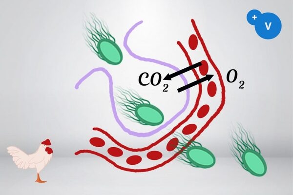 Uso de aceites esenciales para mitigar los riesgos de colibacilosis respiratoria - Image 4