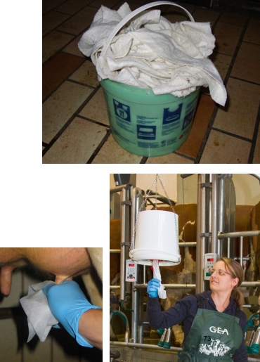 La Mastitis un problema del hato la visita al establo. - Image 13