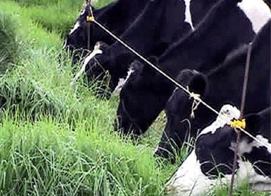 UNA OPCIÓN PARA INTENSIFICAR Y HACER MÁS AMIGABLE CON EL AMBIENTE LA PRODUCCIÓN CON RUMIANTES EN PASTOREO EN EL TRÓPICO 