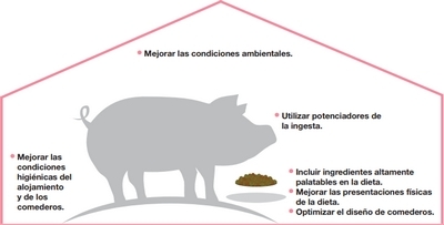 Potenciador del consumo para lechones - Image 6