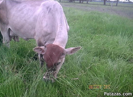 UNA OPCIÓN PARA INTENSIFICAR Y HACER MÁS AMIGABLE CON EL AMBIENTE LA PRODUCCIÓN CON RUMIANTES EN PASTOREO EN EL TRÓPICO 