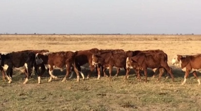 5° MITO ¿ES CIERTO QUE UNA VACA PREÑADA DESPUÉS DEL DESTETE PUEDE COMER “ALIMENTOS DE BAJA CALIDAD” PORQUE SUS REQUERIMIENTOS SE REDUCEN CERCA DEL 50%? - Image 4