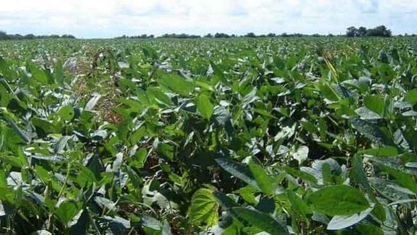 Una alternativa a la floración prematura de la soya en el trópico. - Image 2